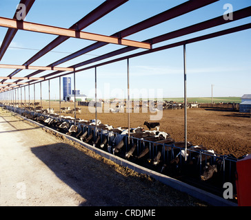 L'ensilage d'alimentation sur l'exploitation laitière / Texas Banque D'Images