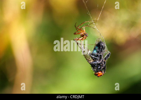 L'automne (orbweaver Meta segmentata, Metellina segmentata), Spider avec les proies Banque D'Images