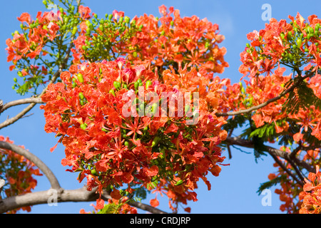 Royal Poinciana, Delonix regia, les fleurs fleurissent dans Key Largo, Florida Keys Banque D'Images