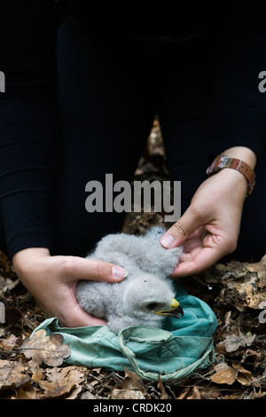 Trois semaine Buzzard (Buteo buteo) dans les mains d'un assistant après la descente de l'arbre d'être entourée, Berlin Banque D'Images