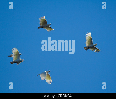 Troupeau de soufre cacatoès à crête (Cacatua galerita) Banque D'Images