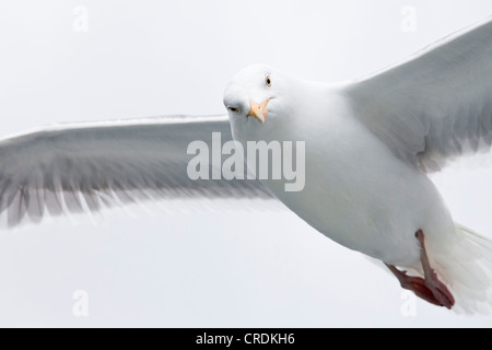 Gull (Larus marinus) en vol, Raftsund, Lofoten, Norvège, Europe Banque D'Images