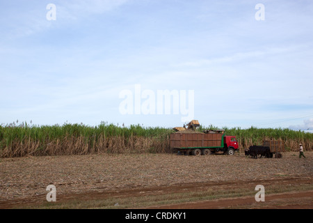 Exploitant agricole travaillant dans le champ de canne à sucre à Cuba. Banque D'Images