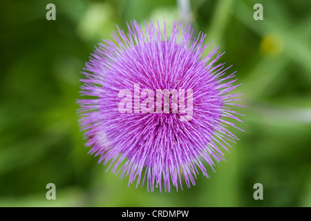 Mélancolie Cirsium heterophyllum), la floraison, le Poehlbergalm, alpage, , Saxe Banque D'Images