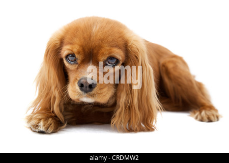 Lying Cavalier King Charles Spaniel Banque D'Images