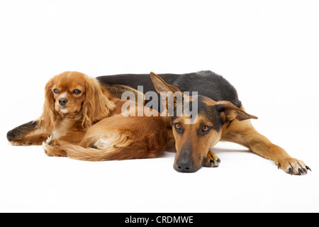 Cavalier King Charles Spaniel et shepherd mix de câlins Banque D'Images