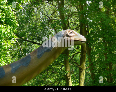 L'Apatosaurus Apatosaurus, Brontosaurus (, Brontosaure), portrait Banque D'Images