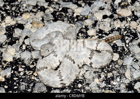 Rock tacheté, le crotale (Crotalus lepidus lepidus), Juno Road, comté de Val Verde, Texas, USA. Banque D'Images