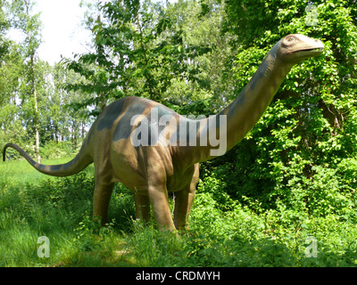 L'Apatosaurus Apatosaurus, Brontosaurus (, Brontosaure), portrait Banque D'Images