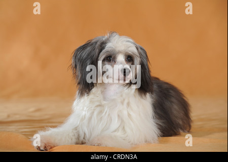 Glabre, Chien Chinois à Crête Powderpuff, couché Banque D'Images