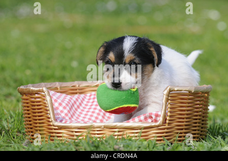 Jack Russell Terrier puppy dans un panier avec un ballon Banque D'Images