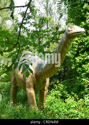 L'Apatosaurus Apatosaurus, Brontosaurus (, Brontosaure), portrait Banque D'Images