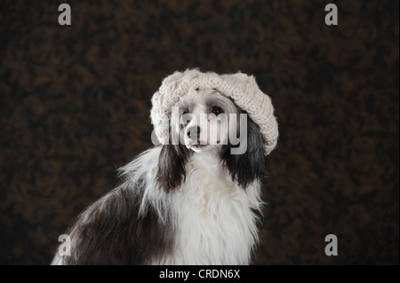 Glabre, Chien Chinois à Crête Powderpuff, portant un chapeau tricoté de couleur claire Banque D'Images