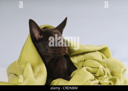 Australian Kelpie, chiot de couleur chocolat, allongé sous une couverture Banque D'Images