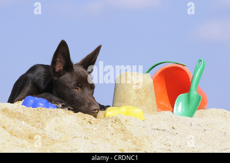 Australian Kelpie, chiot de couleur chocolat, allongé sur le sable à côté des jouets de sable Banque D'Images