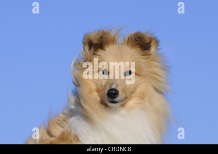 Sheltie, Shetland Sheepdog, couleur sable, portrait Banque D'Images