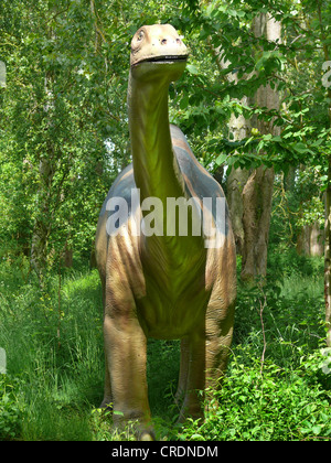 L'Apatosaurus Apatosaurus, Brontosaurus (, Brontosaure), portrait Banque D'Images