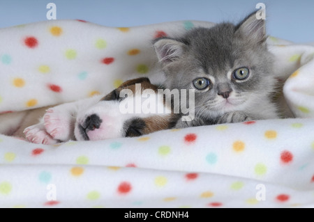 Jack Russell Terrier puppy avec un chaton persan en vertu d'un contrat cadre tacheté Banque D'Images