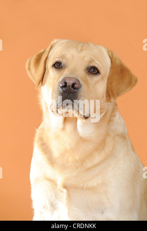 Yellow Labrador Retriever, portrait Banque D'Images