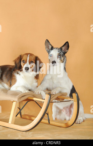 Chien de race mixte et un Kooikerhondje assis sur et à côté d'un traîneau Banque D'Images