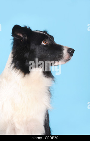 Border Collie, portrait, en face de la turquoise Banque D'Images