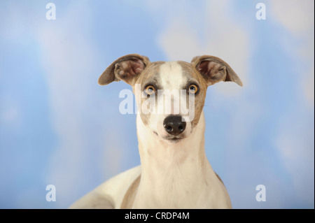 Whippet, portrait Banque D'Images