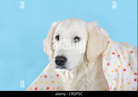 Golden Retriever à la recherche de sous une couverture Banque D'Images