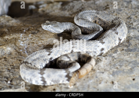 Rock tacheté, le crotale (Crotalus lepidus lepidus), Juno Road, comté de Val Verde, Texas, USA. Banque D'Images