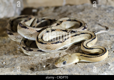 Le nord de Trans-pecos (Bogertophis subocularis Couleuvre obscure, noire), de gestion de la faune sauvage de l'écart, Brewster County, Texas, USA. Banque D'Images