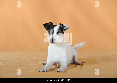 Parson Russell Terrier lying Banque D'Images