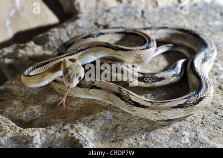 Le nord de Trans-pecos (Bogertophis subocularis Couleuvre obscure, noire), de gestion de la faune sauvage de l'écart, Brewster County, Texas, USA. Banque D'Images