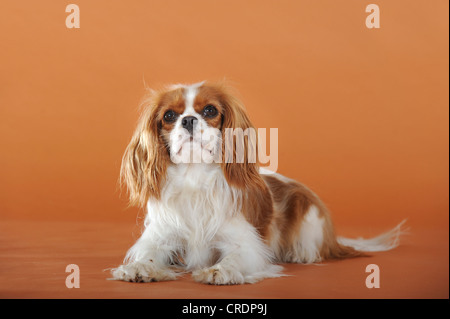 Cavalier King Charles Spaniel, Blenheim, allongé de couleur Banque D'Images