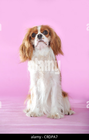 Cavalier King Charles Spaniel, Blenheim, assis de couleur Banque D'Images
