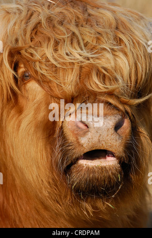 Scottish Highland bovins (Bos primigenius f. taurus), Bull, portrait Banque D'Images