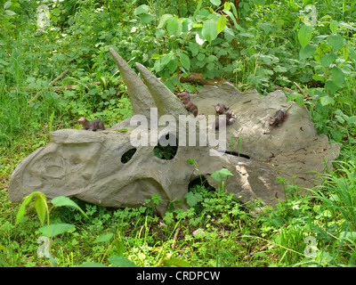 Purgatorius (Purgatorius), sur un crâne de dinosaure, un des plus vieux primates connus Banque D'Images