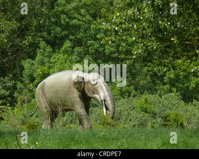 Gomphotherium (Gomphotherium), l'éléphant disparu primitiv Banque D'Images