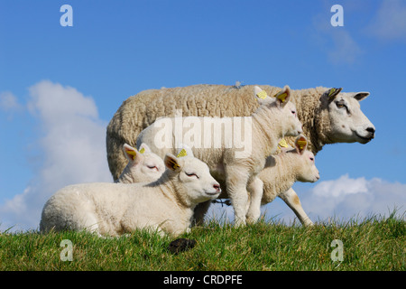 Le mouton domestique (Ovis ammon aries. f), des agneaux et des profils, Pays-Bas, Texel Banque D'Images