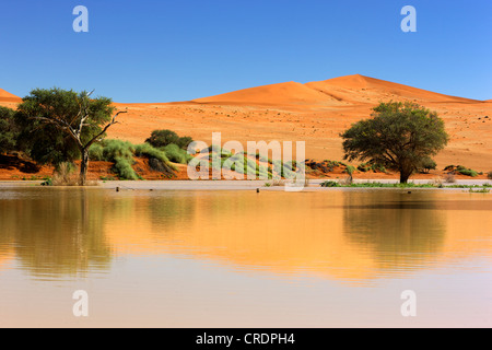 Sossusvlei inondées dans le désert du Namib, Namibie, Afrique Banque D'Images