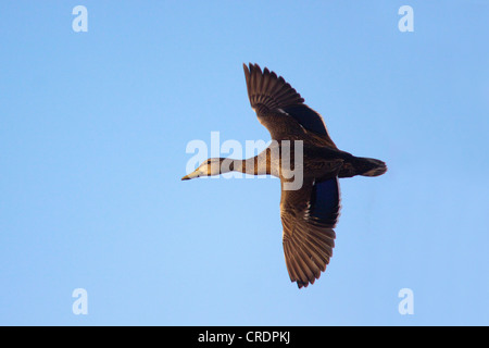 Canard colvert (Anas platyrhynchos) mexicain diazi Bosque del Apache National Wildlife Refuge, New Mexico, United States 26 Avril Banque D'Images