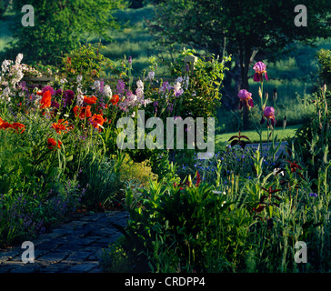 Chemin de jardin avec Shirley Poppy, DAMES ROCKET, ET IRIS Banque D'Images