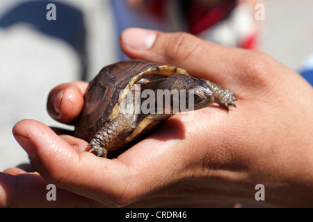 Un garçon tenant une tortue de compagnie dans la main Banque D'Images