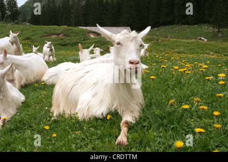 La chèvre domestique (Capra hircus, Capra aegagrus f. hircus), chèvres, dans un pré, Suisse, Appenzell, Wasserauen Banque D'Images