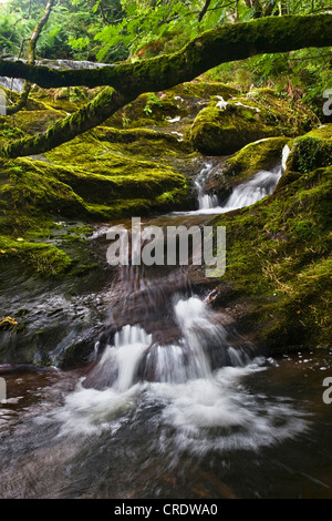 Cascades dans un ruisseau sauvage, l'Irlande, Kerrysdale, Parc Gleninchaquin Banque D'Images