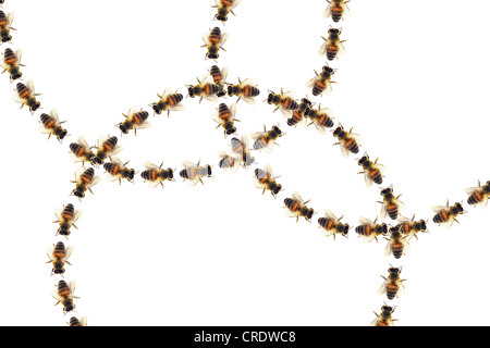 Les cercles d'abeilles Les abeilles, marcher en rond, composition Banque D'Images