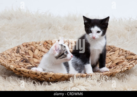 Deux chatons dans un bol Banque D'Images