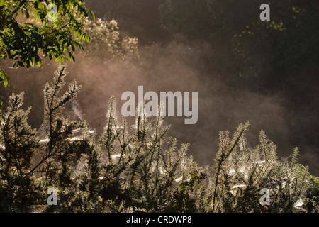 L'ajonc, furze, golden gorse (Ulex europaeus), Manu Chao à l'ajonc, gossamer, Irlande, Kerrysdale Banque D'Images
