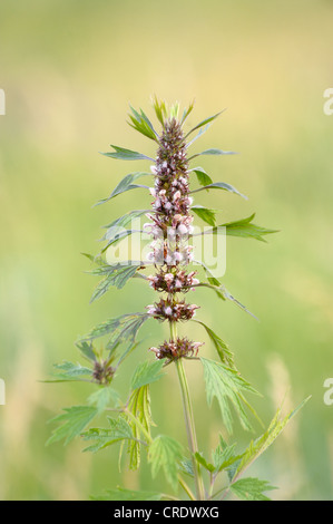 Queue du Lion om fleur fond naturel. Banque D'Images