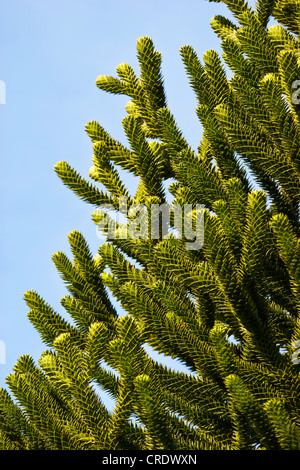 Pin du Chili (Araucaria araucana), des brindilles, de l'Irlande, le parc national de Killarney, Kerrysdale Banque D'Images