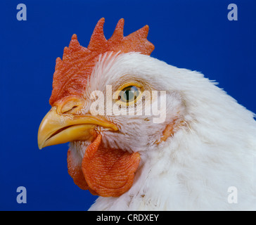 HUBBARD CROSS BROILER, 6 semaine (jeune coq) Banque D'Images