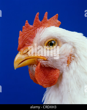 HUBBARD CROSS BROILER, 6 semaine (jeune coq) Banque D'Images